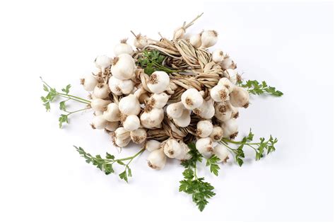 Detailný záber na hlavičku sadbového cesnaku Flavor