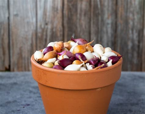 Ilustrácia rôznych druhov cibule a cesnaku