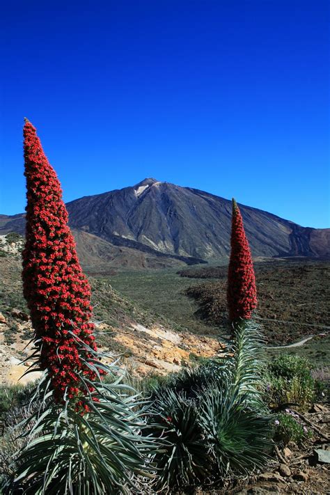 Tematické foto: Rozkvitnuté tajinaste červené v sopečnej krajine Teide