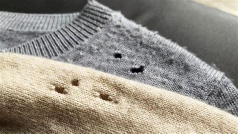 Fotografia šatovej mole na textile