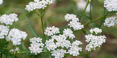 Rebríček obyčajný kvitnúci v záhone s inými trvalkami