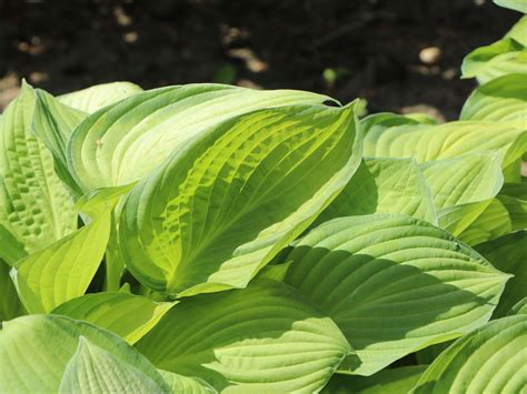 Detail listov funkie 'Guacamole' s kontrastným sfarbením