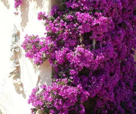Fotografia kvitnúceho rododendronu s veľkými fialovými kvetmi