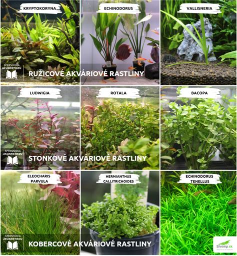 Infografika s odporúčaným načasovaním hnojenia pre rôzne typy rastlín