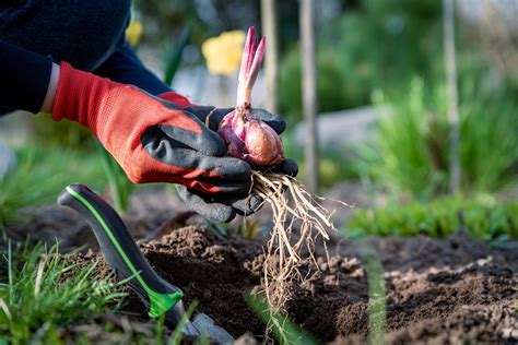 Tematické foto: vykopané a očistené cibuľky kvetov pripravené na zazimovanie