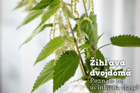 Fotografia žihľavy dvojdomej