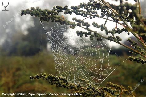 Fotografia poškodeného ihličia s jemnou pavučinou roztočcov