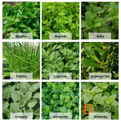 ilustrácia mulčovania byliniek