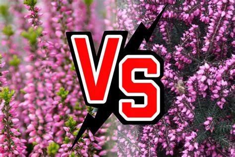 porovnávacia infografika vres vs vresovec (Calluna vs Erica)