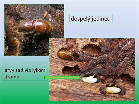 Detailná fotografia mandelínky zemiakovej (dospelý jedinec a larvy)