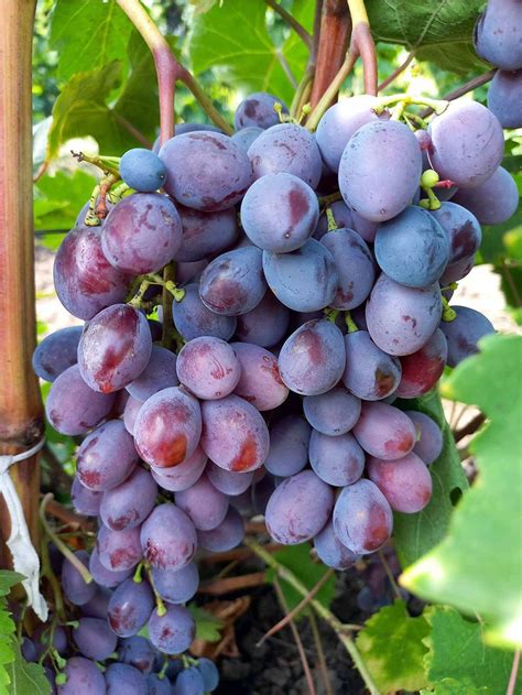 Zrelé strapce odrody viniča Giovanni