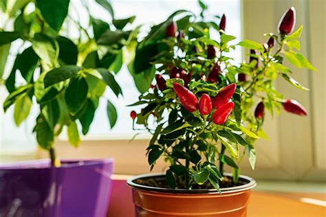 Schéma ideálneho umiestnenia črepníka s chilli na slnečnom okennom parapete