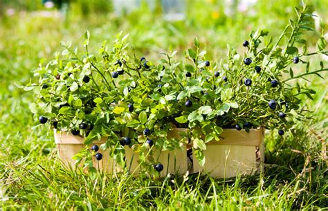 Fotografia čučoriedky Goldtraube pestovanej v kvetináči