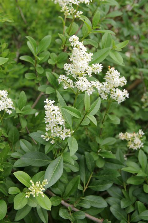Detail listov Ligustrum vulgare, tmavozelených a lesklých