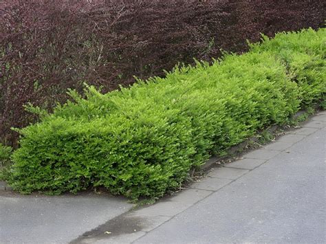 kultivar Lonicera nitida 'Maigrün' v záhrade
