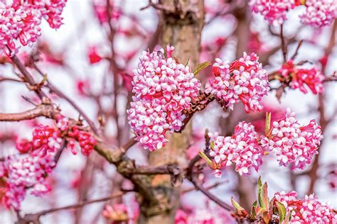 Kalina Burkwoodova s kvitnúcimi ružovými kvetmi v záhrade