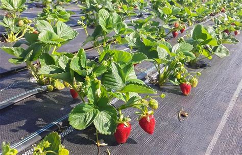 Infografika: Správny spôsob výsadby jahôd do samozavlažovacieho kvetináča s dôrazom na polohu 