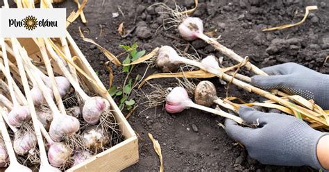 Detailný záber na správny spôsob zberu šampiňónov odkrútením