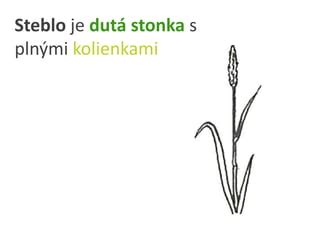 Schéma rastliny maku siateho s označením častí (koreň, stonka, makovica, listy)