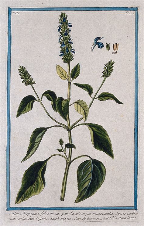 Botanická schéma rastliny Salvia hispanica s detailným zobrazením kvetov a listov