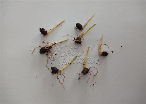 Tematické foto: Rôzne druhy naklíčených semien v biomiskách