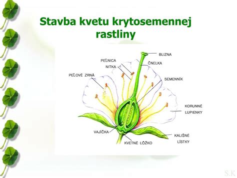 Schematické znázornenie samčej a samičej rastliny cezmíny.