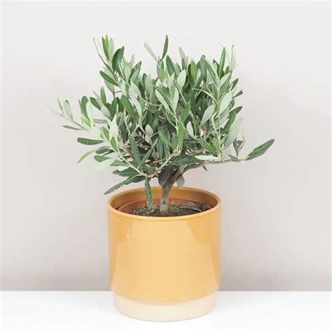 Ilustrácia olivovníka zazimovaného na terase