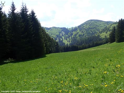 Tematická fotografia kvitnúcej lúky lákajúcej opeľovače