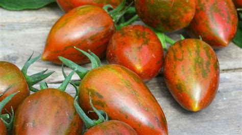 Rôzne odrody rajčiakov na trhu