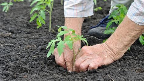 Výsadba priesad rajčiakov s oporou