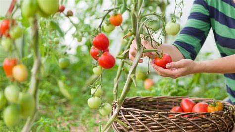 Zber zrelých rajčiakov