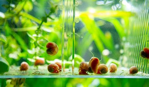 Tematické foto mrenky ružovej v akváriu