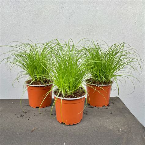ilustračná fotografia rastliny Cyperus Zumula