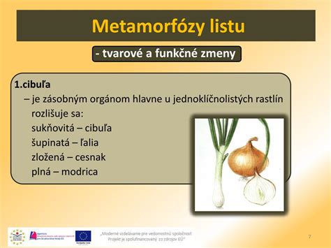 Ilustrácia rôznych typov vegetatívnych rozmnožovacích orgánov rastlín (cibuľa, hľuza, podzemok, odrezok)