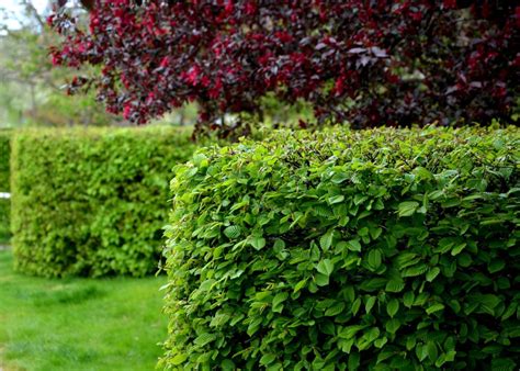 Záhrada s hlošinou Ebbingeovou použitou ako živý plot.
