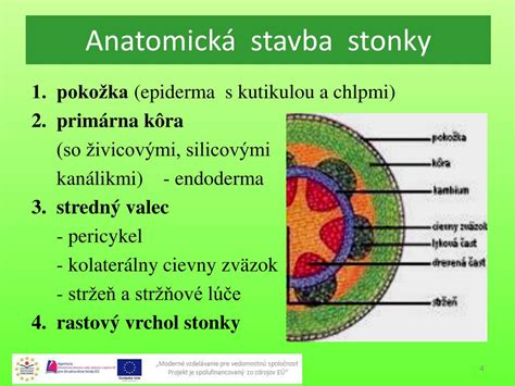 Schéma prierezu stonkou orgovánu s vysvetlením transportu vody