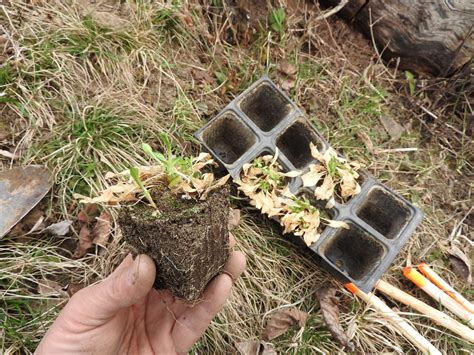 schéma ideálnych podmienok pre siatie a vysádzanie