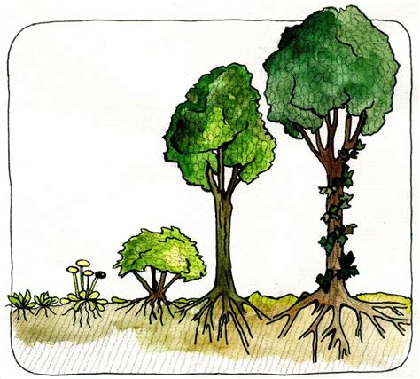 Vizualizácia viacvrstvového jedlého lesa s rôznymi rastlinami.