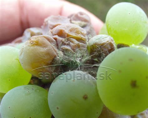 Smutný pohľad na hrozno napadnuté plesňou sivou (Botrytis cinerea)