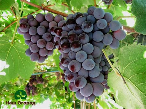 Hrozno postihnuté ušľachtilou hnilobou (cibéby)