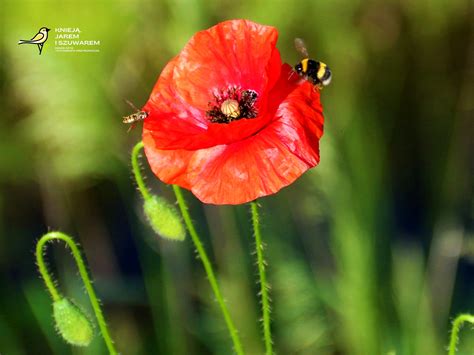 Ilustračná fotografia kvitnúceho maku