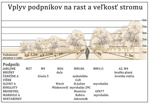 Infografika: Faktory výberu okrasného stromu (veľkosť záhrady, klíma, typ pôdy, požadovaný efekt)