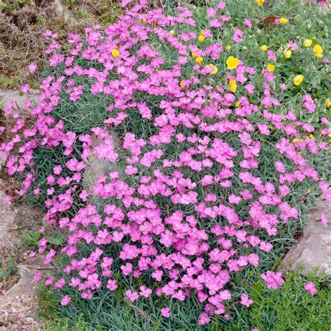 Detailný záber na vankúšovitý habitus a kvety Dianthus gratianopolitanus 'Pink Jewel' v skalke