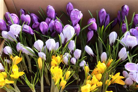 Schéma sezónneho hnojenia jahôd: jar, obdobie kvitnutia a jeseň