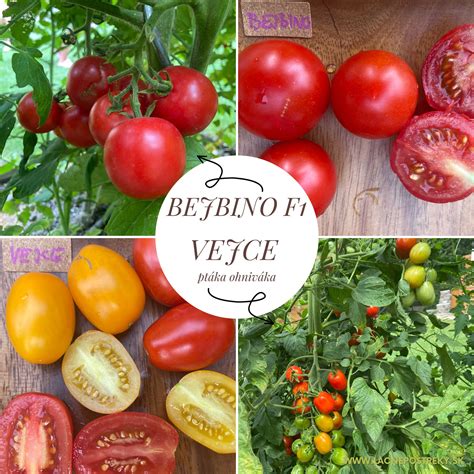 Schéma rastu paradajky Crystal F1 so znázornením kvetenstva a formovania stoniek