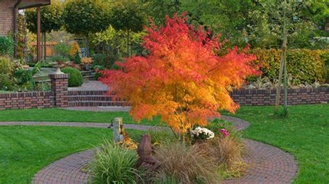 Rôzne kvitnúce okrasné kry v slnečnej záhrade, vrátane budleje a levandule