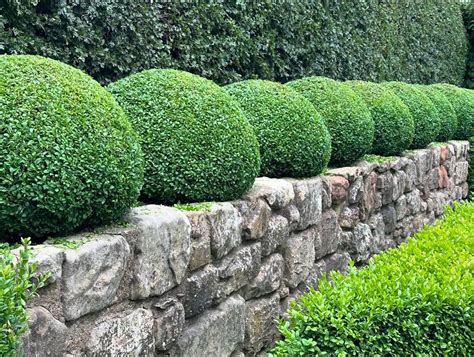 Skupina vždyzelených krov ako borievky a krušpán v záhrade odolnej voči suchu