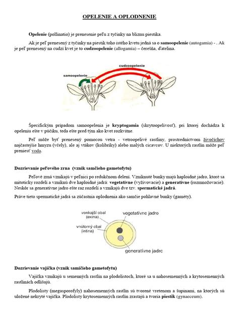 Schéma výsadby kukurice v blokoch pre lepšie opelenie vetrom