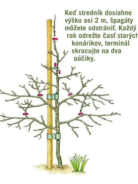 Schéma zimného rezu ovocných stromov a technika bielenia kmeňov