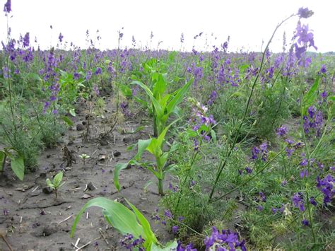 schéma znázorňujúca postup čistenia záhona od buriny pred kultiváciou pôdy